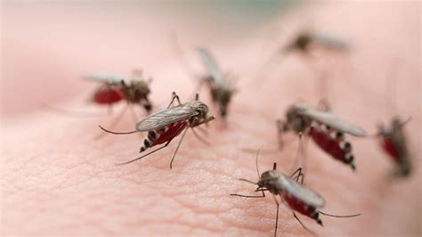 Local Mosquito Species and Risks .